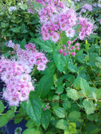 Little Princess Spirea