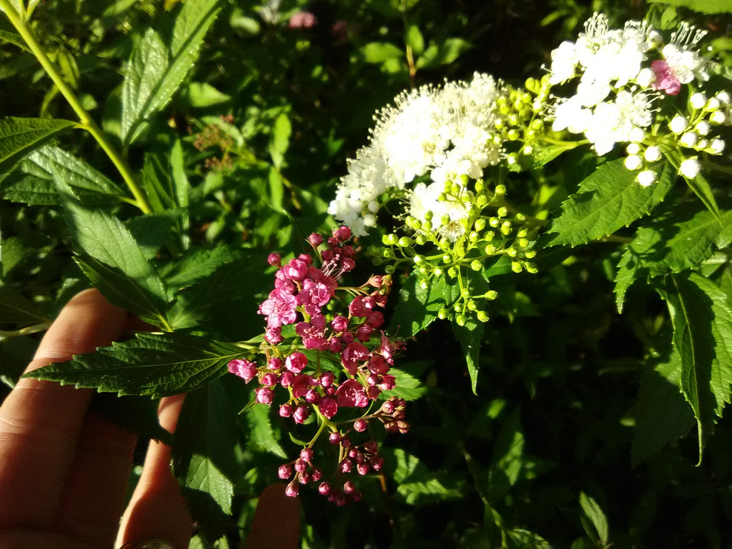 Anthony Waterer Spirea