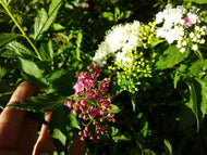 Anthony Waterer Spirea