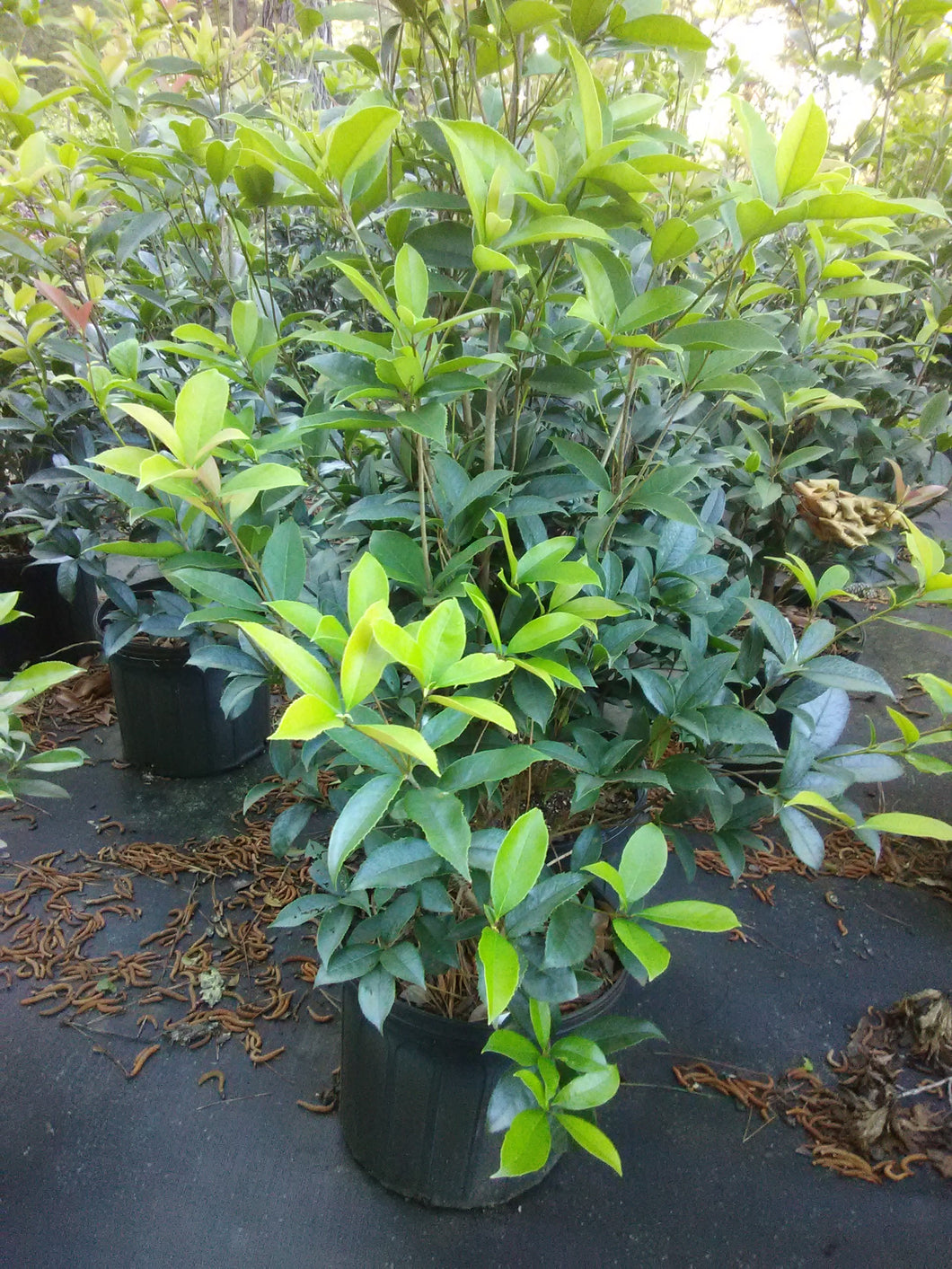 Sweet Osmanthus 'fragrans' Fragrant Tea Olive
