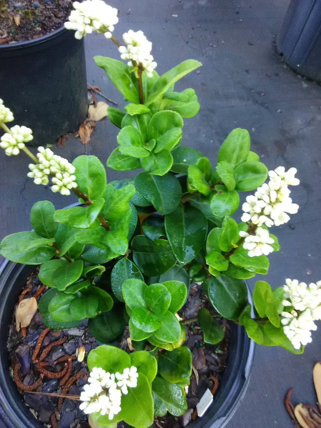 Curly Leaf Ligustrum