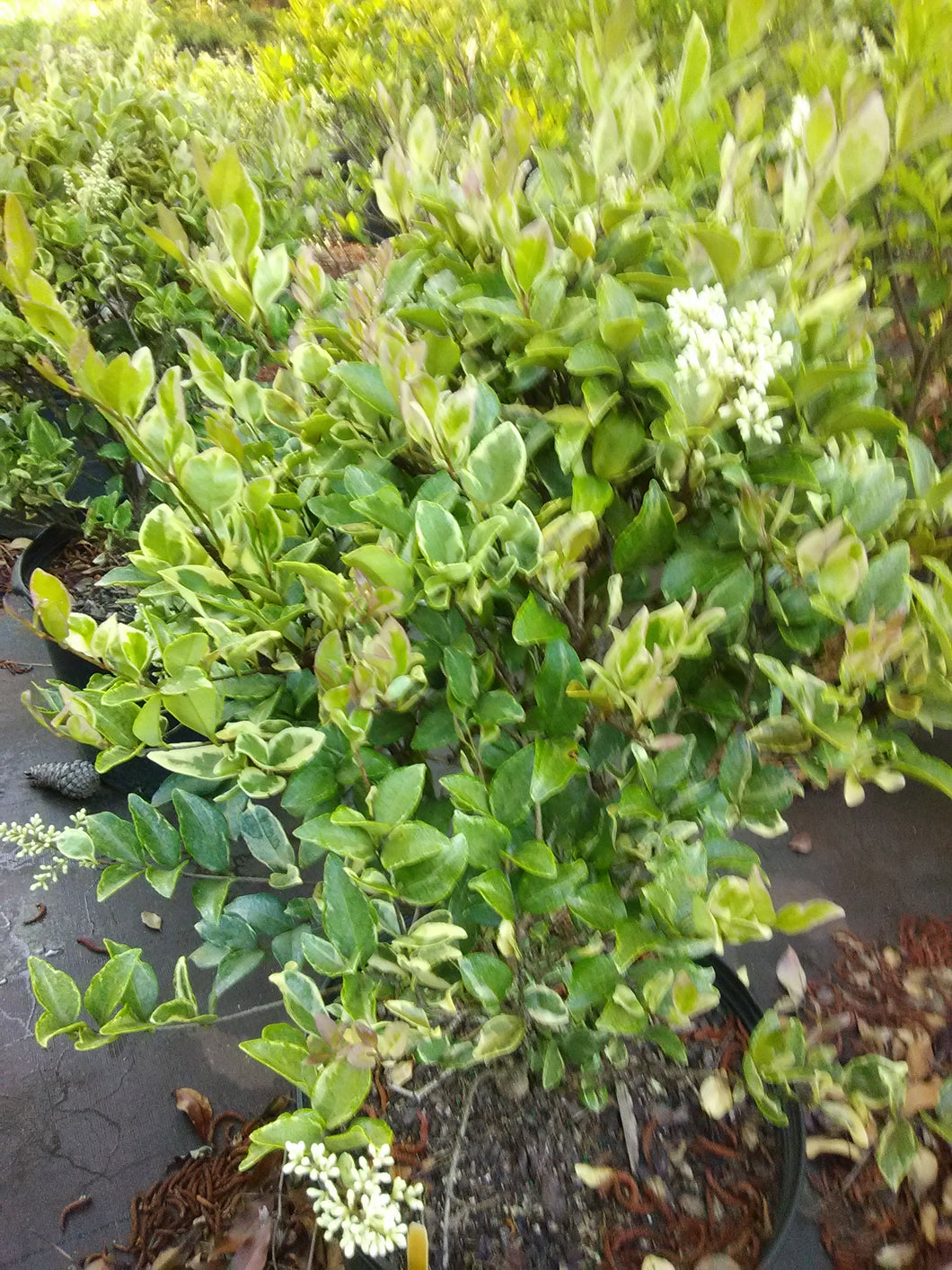 Silver Star Ligustrum