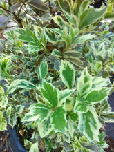 Variegated Osmanthus False Holly