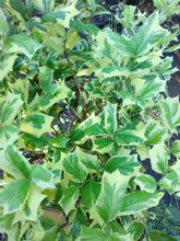 Variegated Osmanthus False Holly