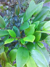 Emerald Heights Distylium