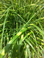 Zebra Grass