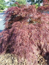 Crimson Queen Japanese Cutleaf Maple