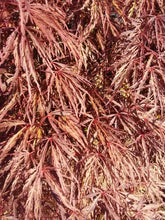 Crimson Queen Japanese Cutleaf Maple