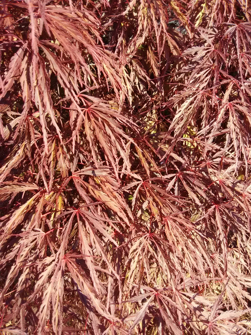Crimson Queen Japanese Cutleaf Maple