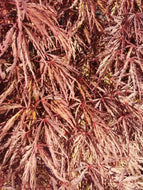 Crimson Queen Japanese Cutleaf Maple