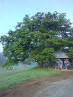 Green Vase Zelkova