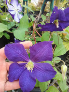 Clematis Jackmanii