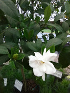 August Beauty Gardenia