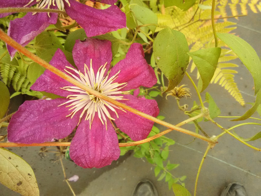 Barbara Harrington Clematis