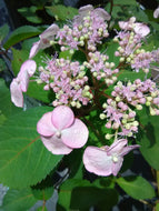 Lady in Red Hydrangea