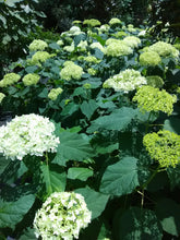 Annabelle White Hydrangea