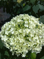 Annabelle White Hydrangea