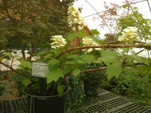 Alice Oakleaf Hydrangea