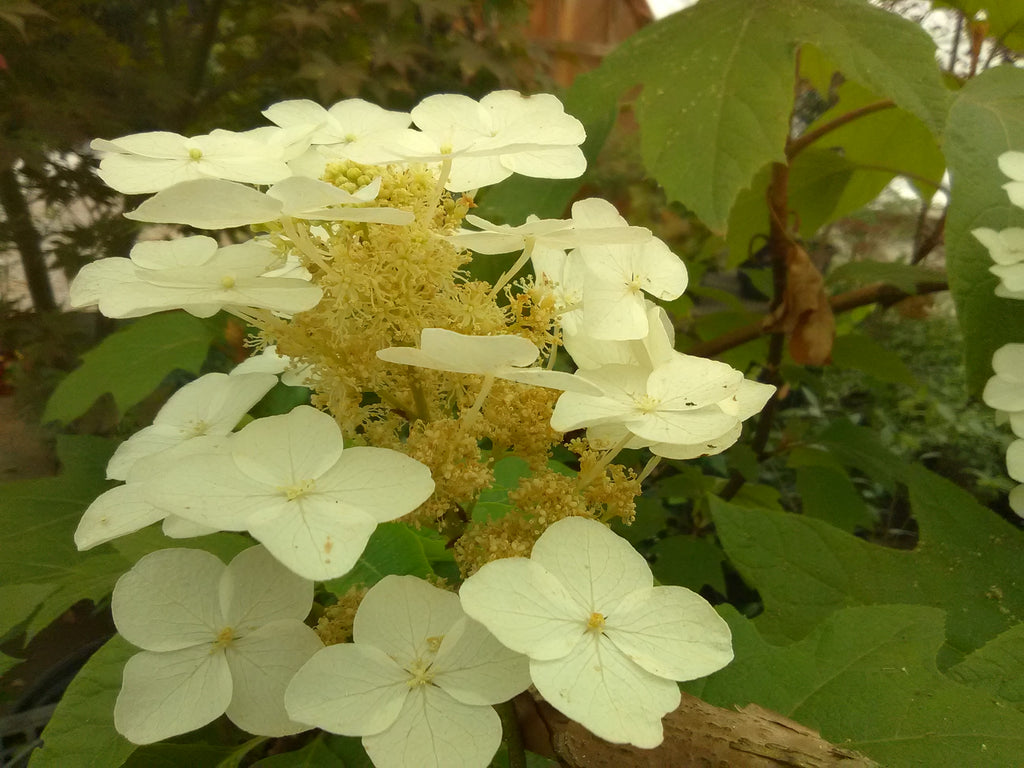 Alice Oakleaf Hydrangea – Toms Creek Farm & Nursery
