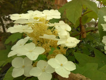 Alice Oakleaf Hydrangea