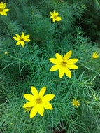 Thread-leaf Zagreb Coreopsis