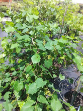 Scuppernong Muscadine Grape (female)