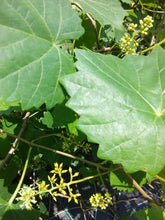 Scuppernong Muscadine Grape (female)