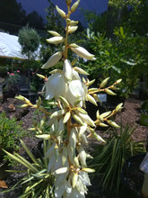 Color Guard Yucca - Adam's Needle