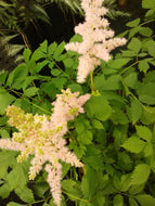 Vision in Pink Astilbe