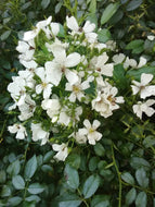 Snow Cone Shrub Rose