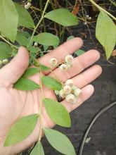 Climax Blueberry (rabbit eye)