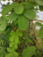 Akebia Chocolate Vine
