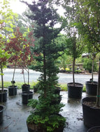 Slender Hinoki False Cypress