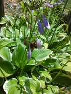 Silver Crown Hosta
