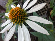 White Swan Coneflower