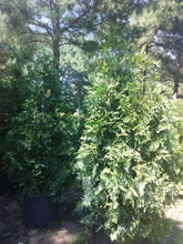 Green Giant Arborvitae