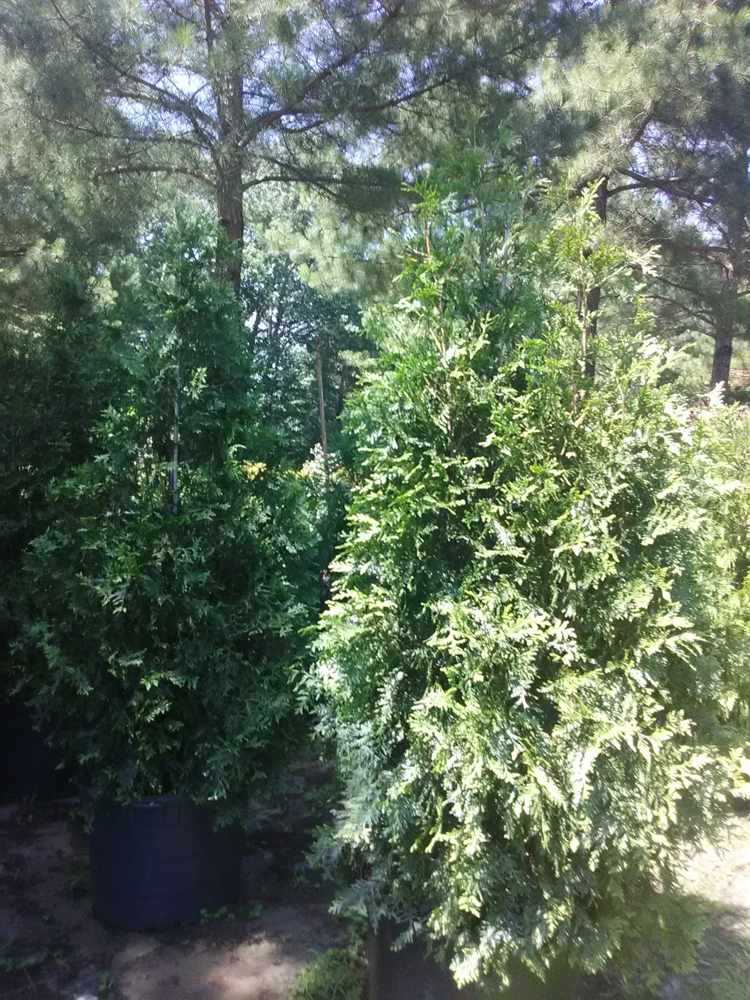Green Giant Arborvitae