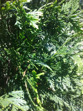 Green Giant Arborvitae