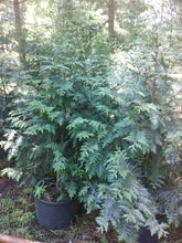 Green Giant Arborvitae