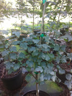Amur Maple