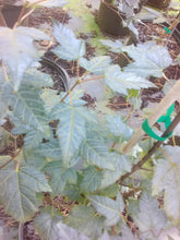 Amur Maple
