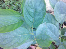 Little Henry Sweetspire (dwarf)