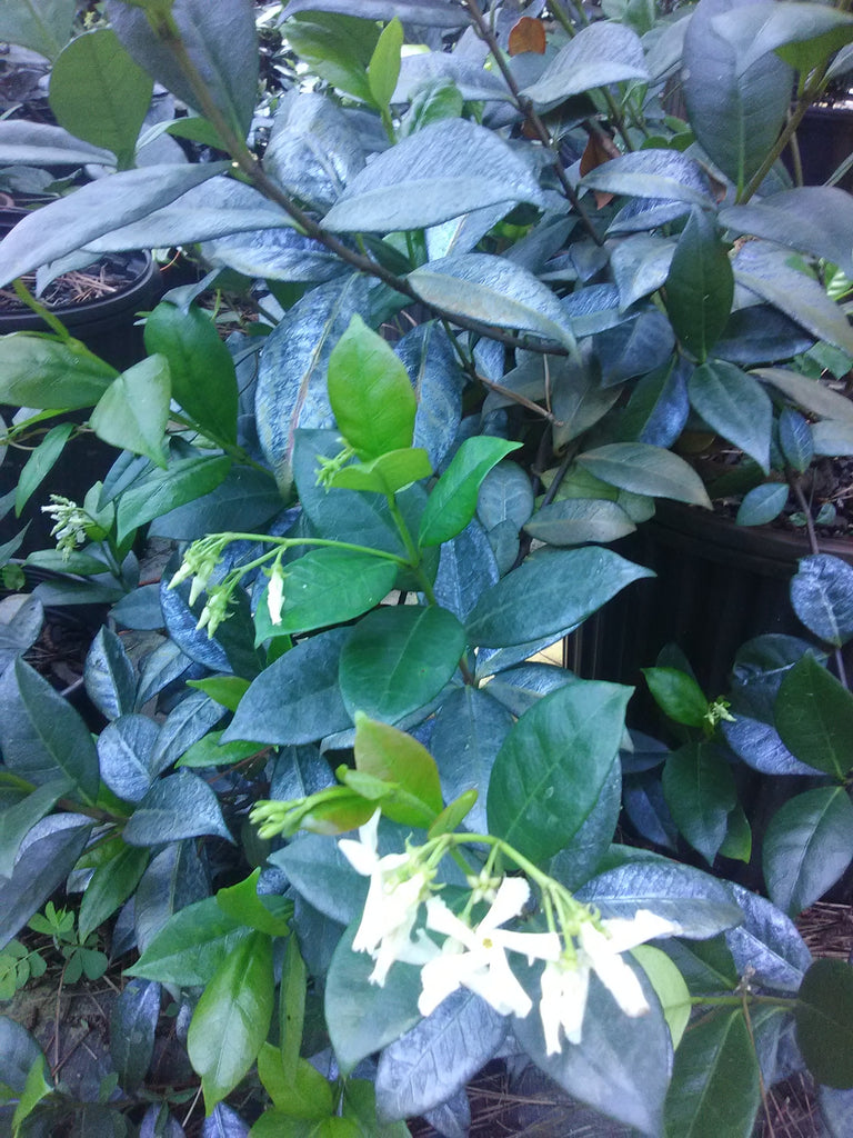 JASMINE IMG_20190624_120613_1024x1024.