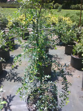 Weeping Yaupon Holly