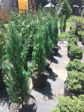 Green Giant Arborvitae
