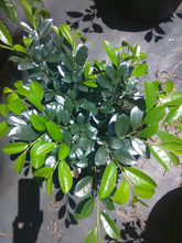 Emerald Heights Distylium