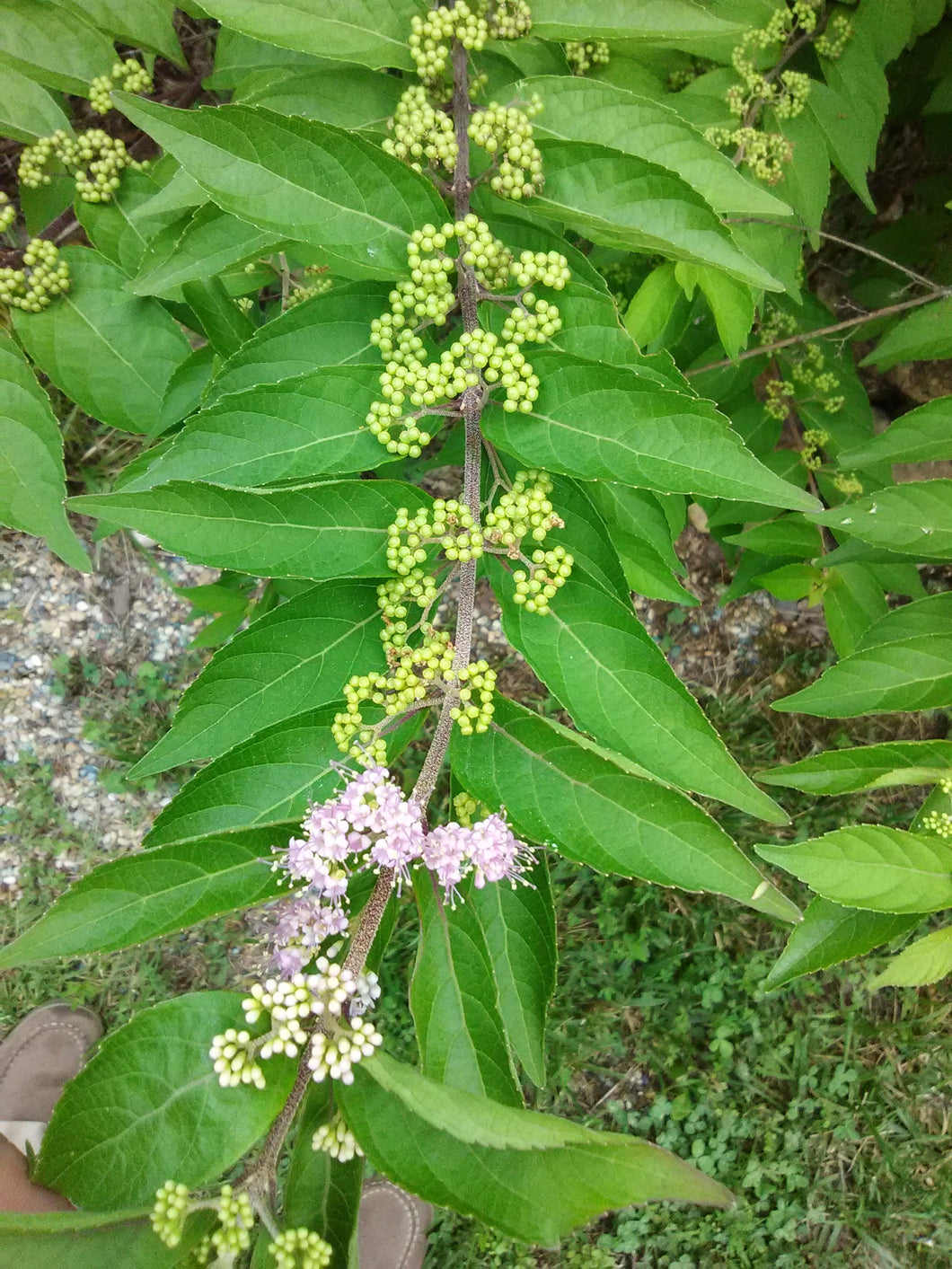 American Beautyberry