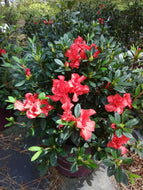 Autumn Embers Encore Azalea