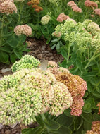 Autumn Joy Sedum