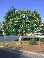 Natchez Crape Myrtle